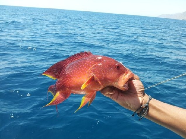 best fishing tours in Hurghada