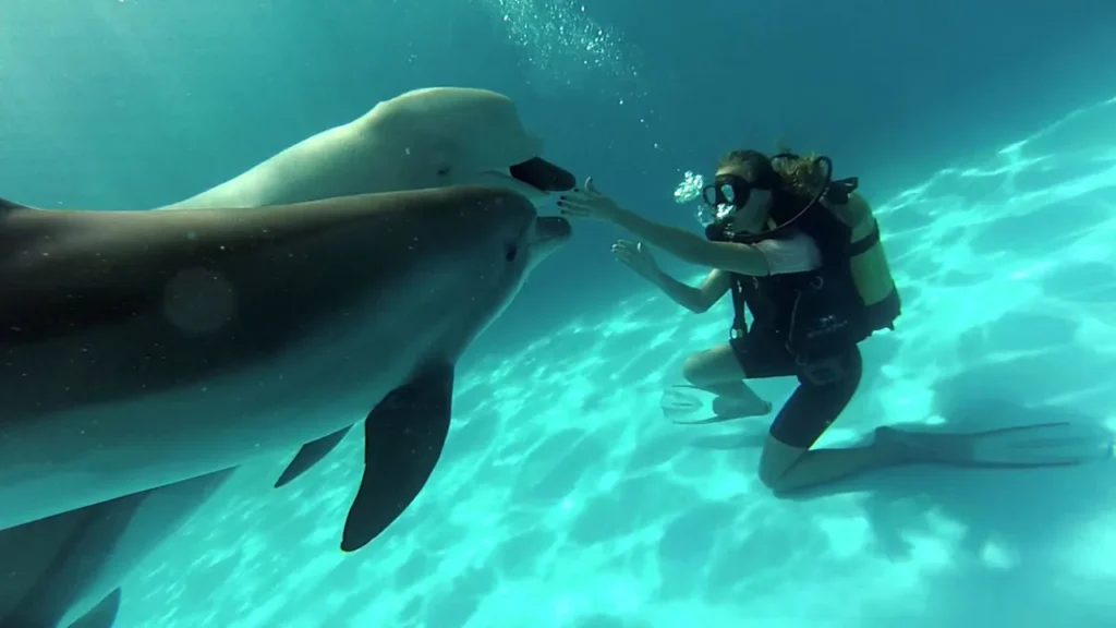 Marsa Alam dolphin house excursion