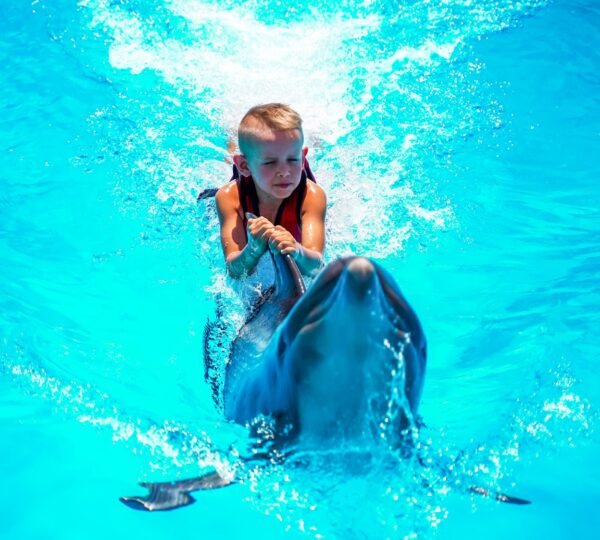 Swimming with Dolphin on the Pool 5 Swimming with Dolphin on the Pool