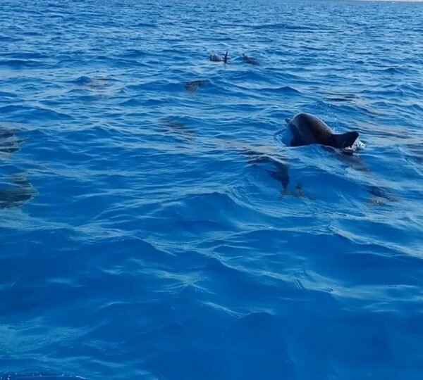 Excursions in Marsa Alam 8 Satayah Dolphin House in Marsa Alam