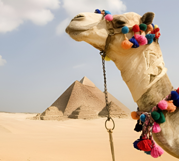 Day trip to Cairo by bus 6 snapedit 1703529599970