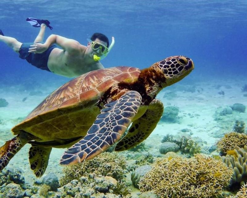 Plage d'Abu Dabbab – nage avec les dugongs et les tortues depuis Hurghada