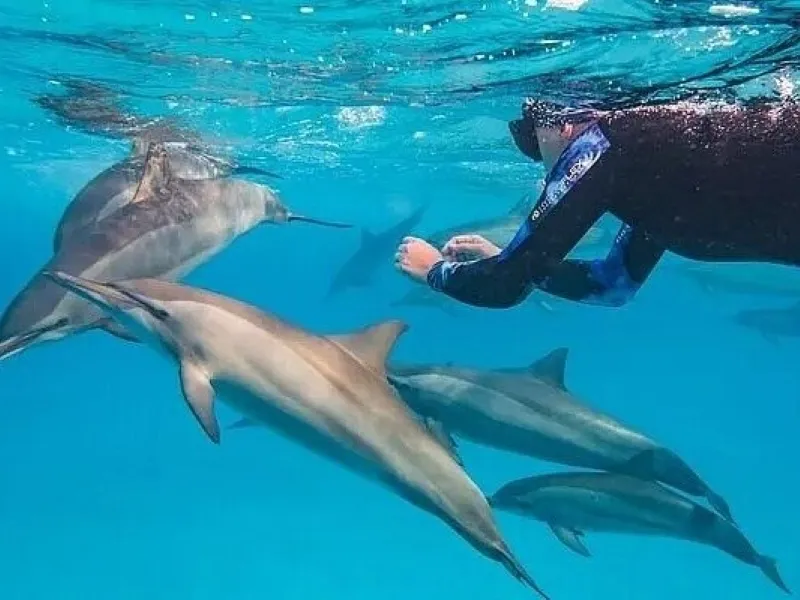 Dolphin House Hurghada VIP Trip
