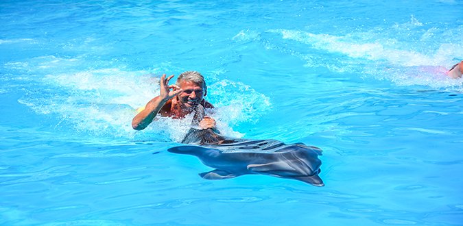 Swim with dolphins in a pool in Hurghada