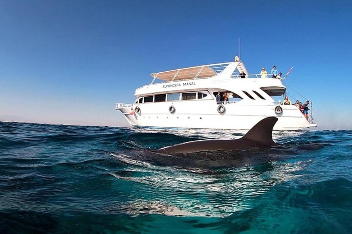 Hurghada dolphin house trip