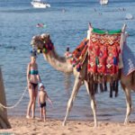 camel ride Hurghada photos