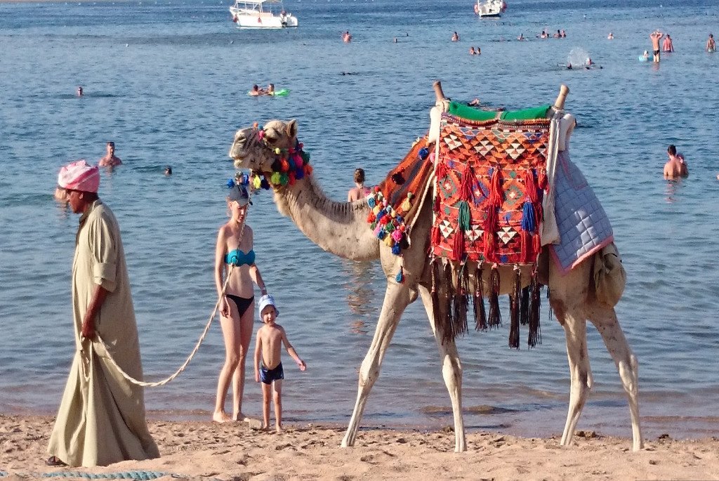camel ride Hurghada photos